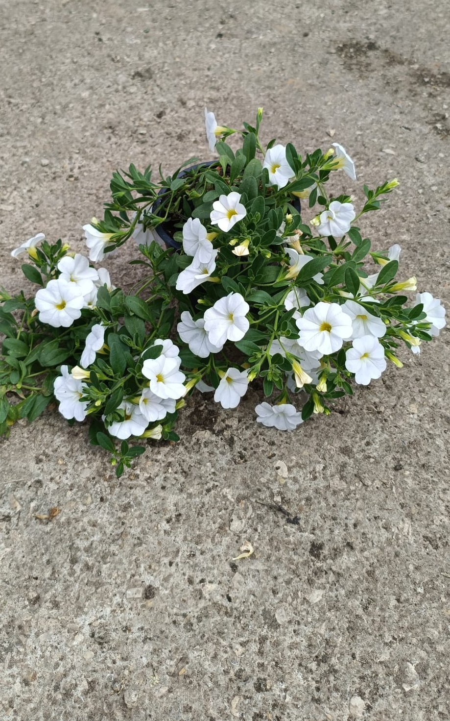 פיטוניה מיני מפלית - בגודל בינוני