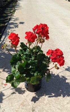 גרניום רונדו - בגודל בינוני