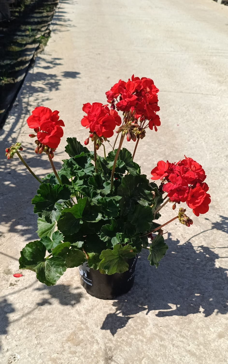 גרניום רונדו - בגודל בינוני