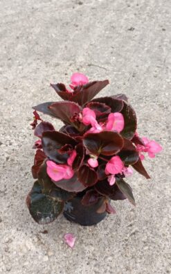 ביגוניה - בגודל בינוני