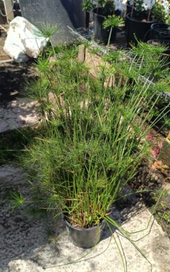 גומא ננסי - גודל בינוני