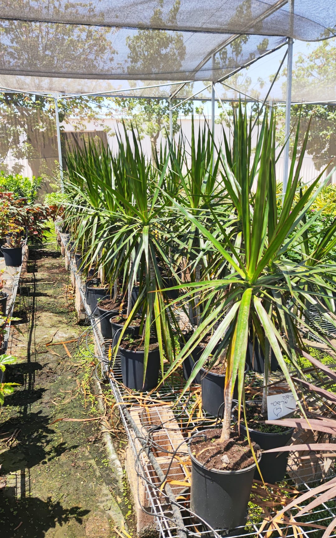 דרצנה מרגינטה בדלי