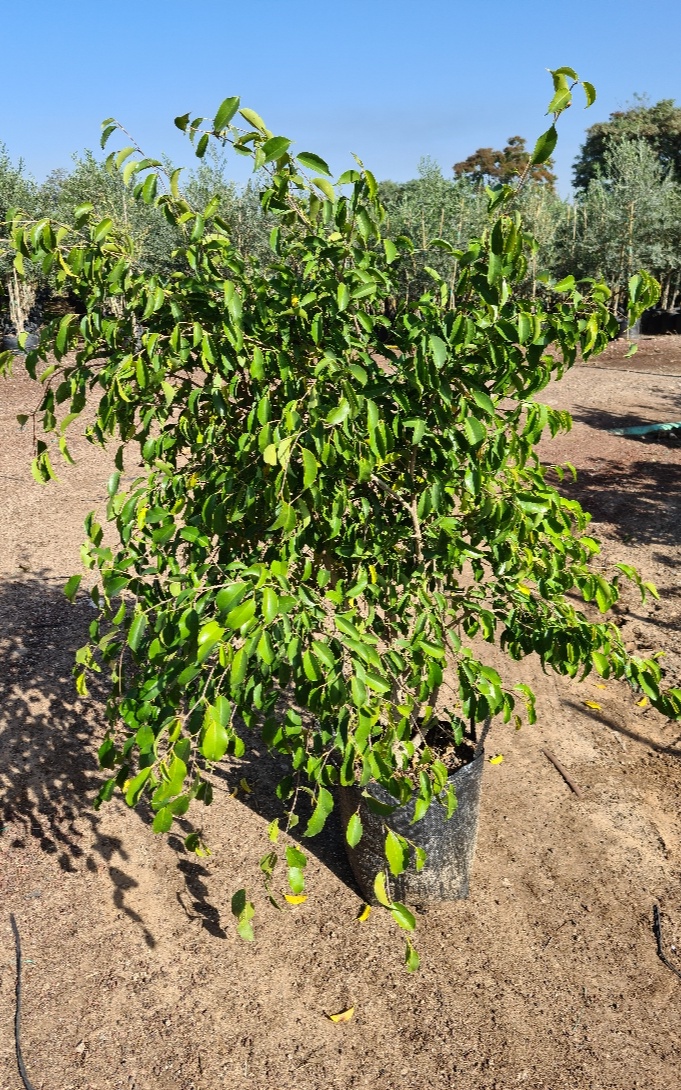 פיקוס בנימין – 25 ליטר