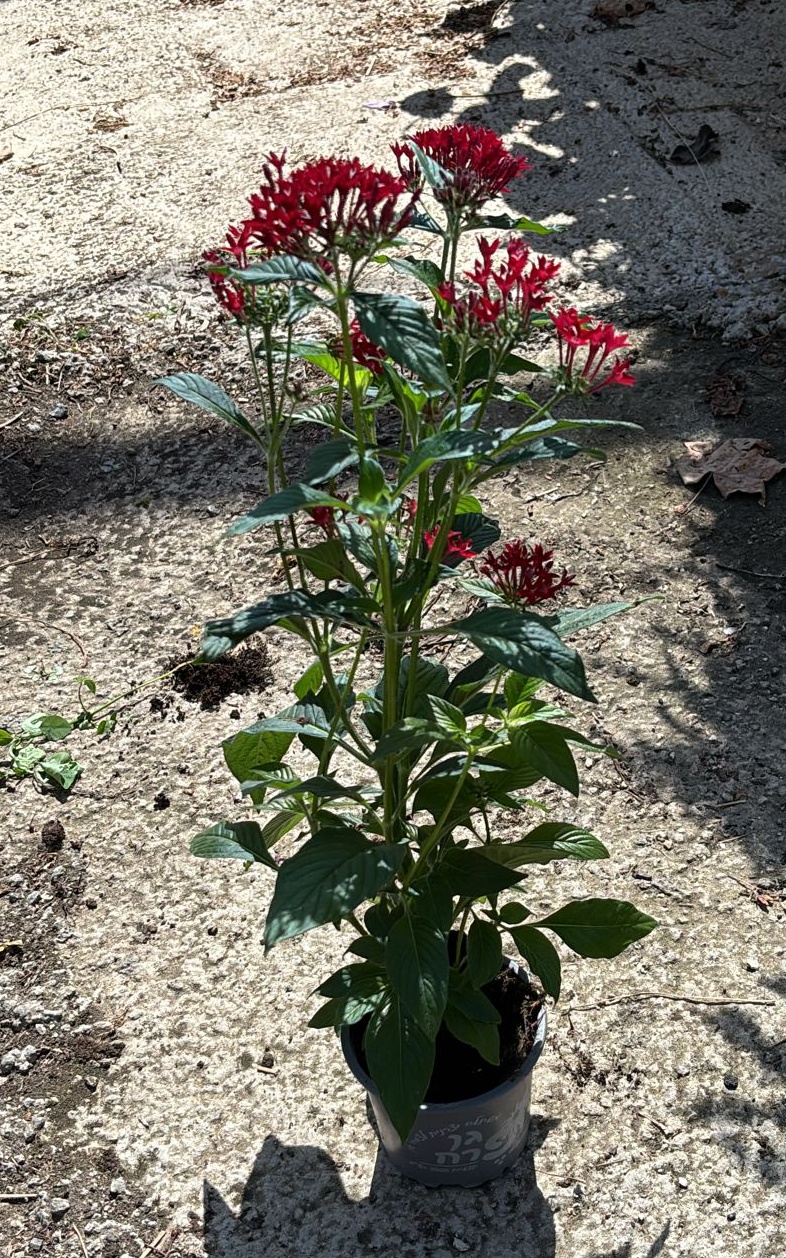 פנטס אדומה - בגודל בינוני