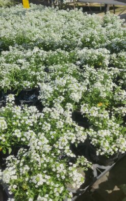 שתיל פרח - סלסלי כסף