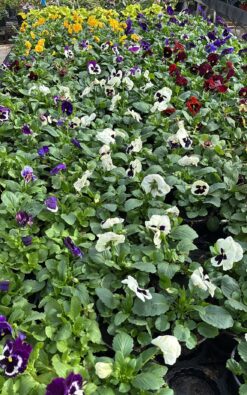 שתיל פרח – אמנון ותמר