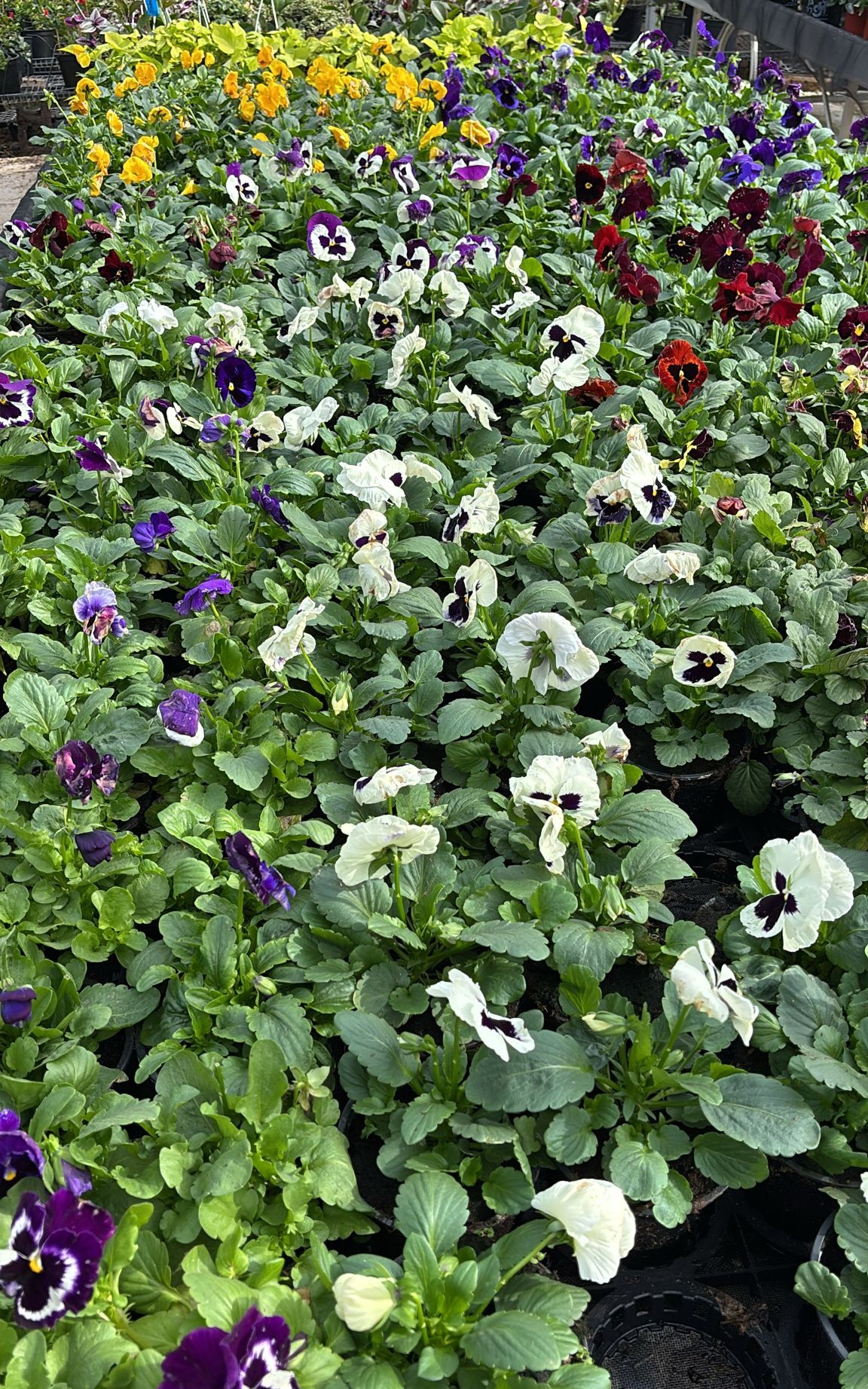 שתיל פרח – אמנון ותמר