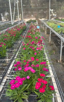 שתיל פרח – ציפורן סינית