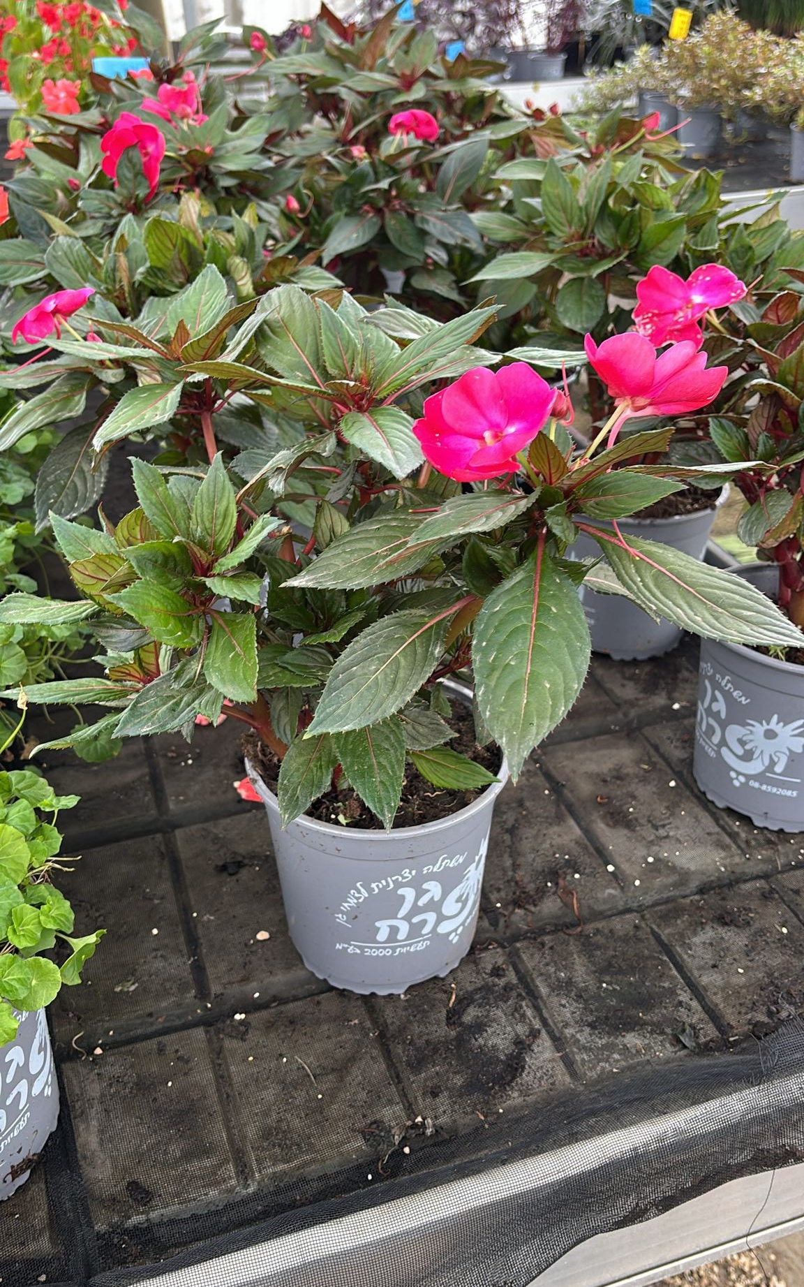 בשמת ניו גינאה - בגודל בינוני