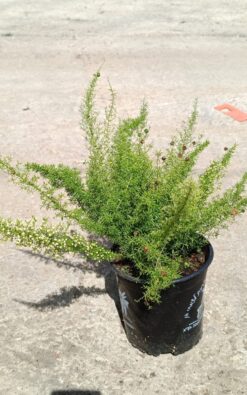 אספרג מאירי - בגודל בינוני