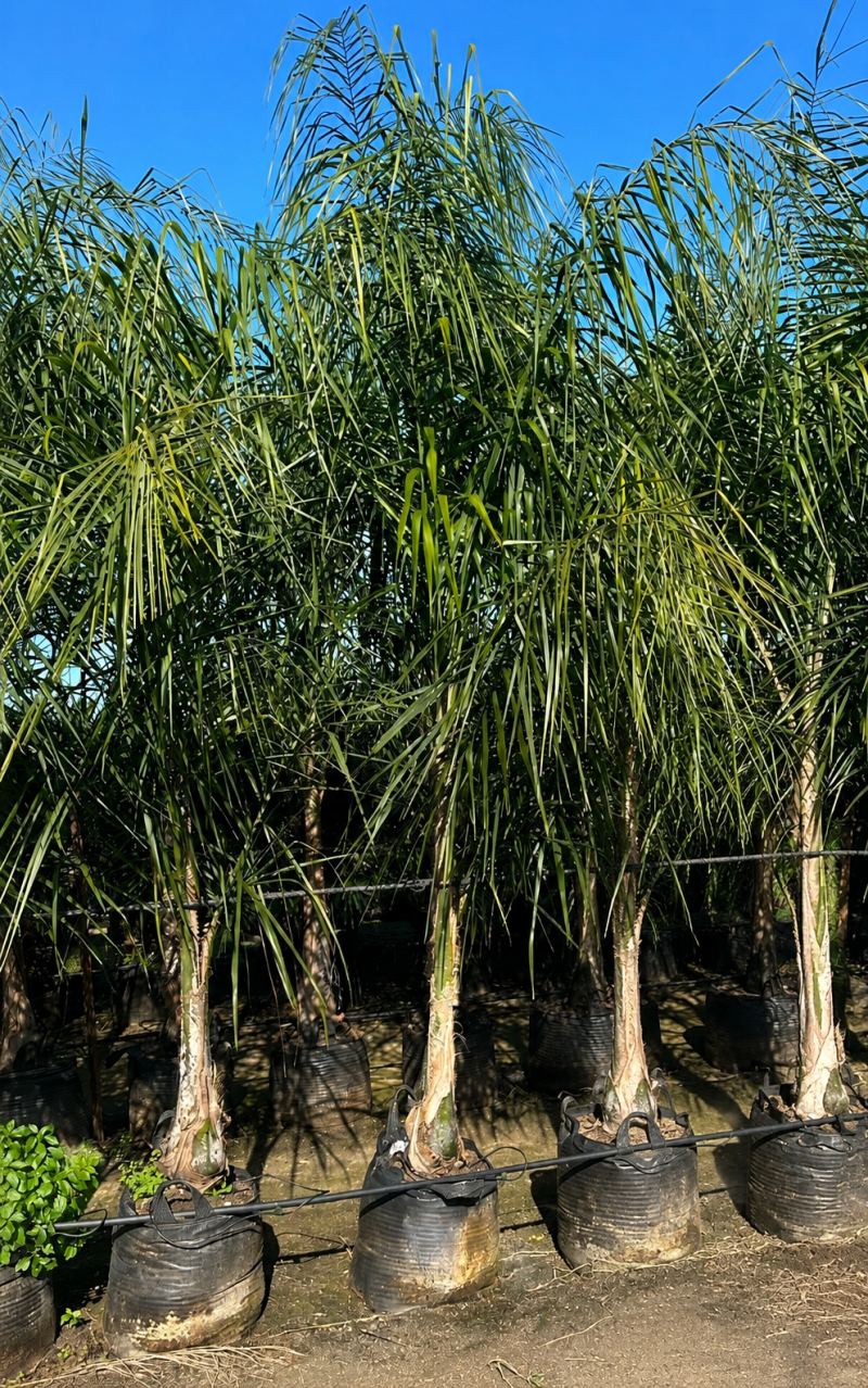 דקל קוקוס בוגר ב50 ליטר עד 2.5 מטר