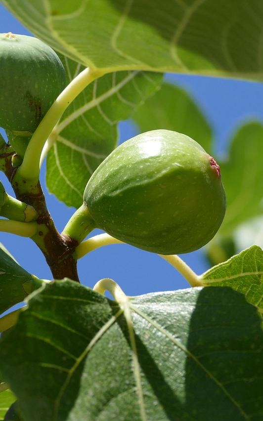 עץ תאנה לבנה בגודל בינוני או בוגר