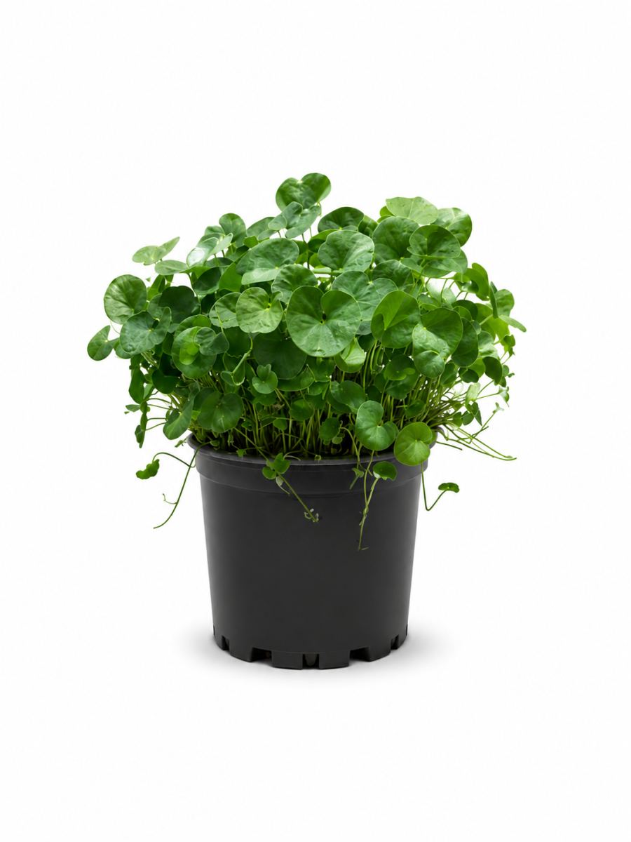 דיכונדרה ירוקה - מגיע במגש של 15 יחידות