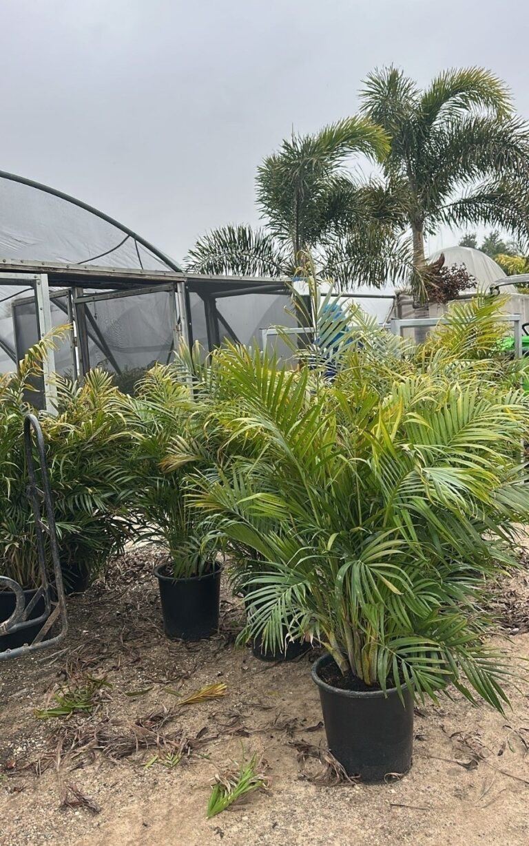 דקל אריקה בוגר ב25 ליטר