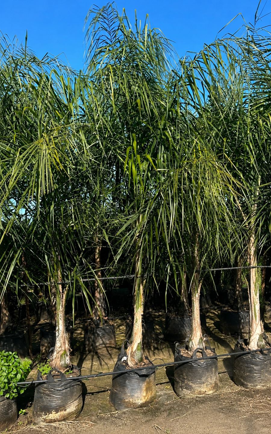 דקל קוקוס בוגר ב50 ליטר עד 2.5 מטר