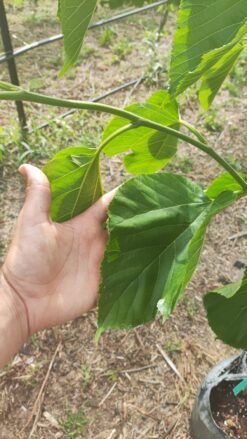 Alternative view of עץ תות ארוך פקיסטני בגודל בינוני 25 ליטר