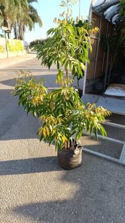 Alternative view of עץ ליצי הונג לונג בגודל בינוני או בוגר