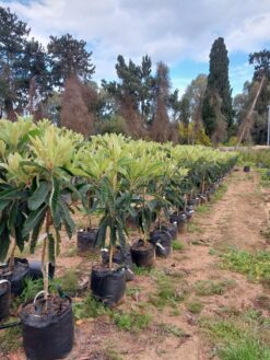 Alternative view of עץ שסק בגודל בינוני או בוגר