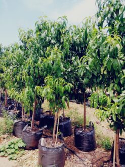 Alternative view of עץ אפרסק בגודל בינוני 25 ליטר