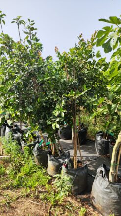 Alternative view of עץ גויאבה תותית אדומה / צהובה