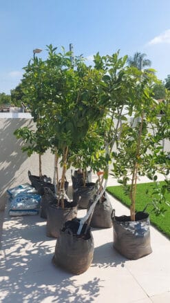 8 יח' עצי פרי בגודל בוגר