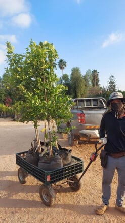 4 יח' עצי פרי בגודל בוגר