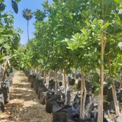 Alternative view of 4 יח' עצי פרי בגודל בוגר