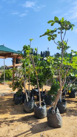 6 יח' עצי פרי בגודל בוגר