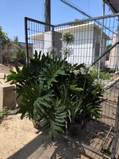 Alternative view of פילודנדרון ביפי בדלי גדול