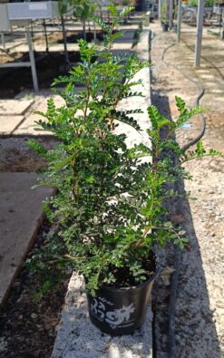 פלפלון סיני - בגודל בינוני