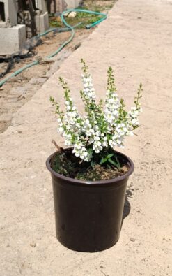 לפטוסרמום לבן גדול