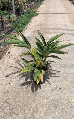 אלפיניה הדורה בדלי