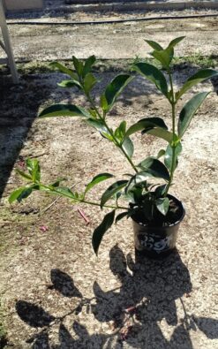 מורן מבריק -גודל בינוני