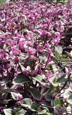 היהודי הנודד בינוני