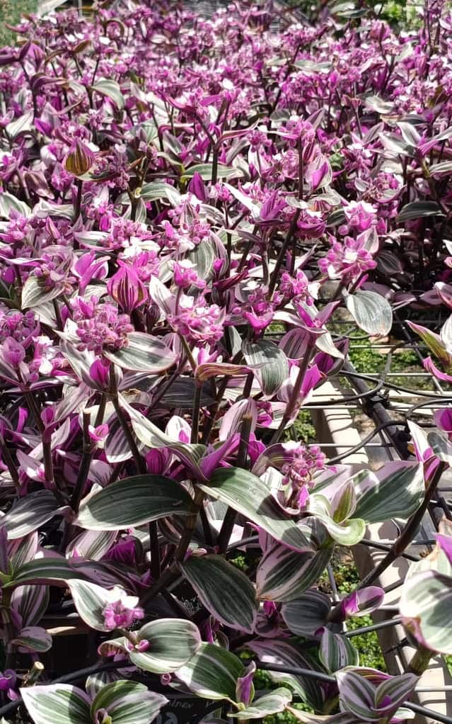 היהודי הנודד בינוני