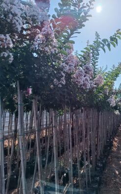 לגיסטרמיה לבן – עד 1 צול