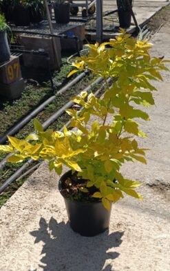 דורטנה גולד ארג - בדלי גדול