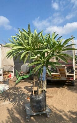 עץ פיטנה - בגודל בוגר