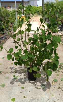 טטרדניה - בדלי גדול