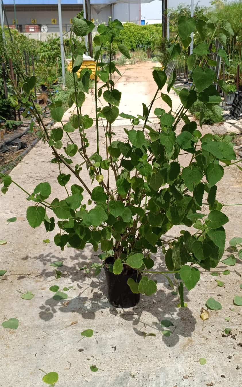 טטרדניה - בדלי גדול