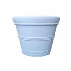 מעוטרת גדולה-צבע אפור לבן