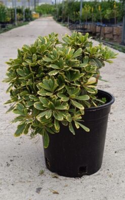 פיטוספורוס מגוון - בדלי גדול