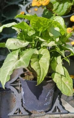 סינגונים - בגודל בינוני