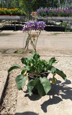 עד עד קנוי - בגודל בינוני