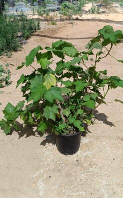 ספרינה אפריקאית - בדלי גדול