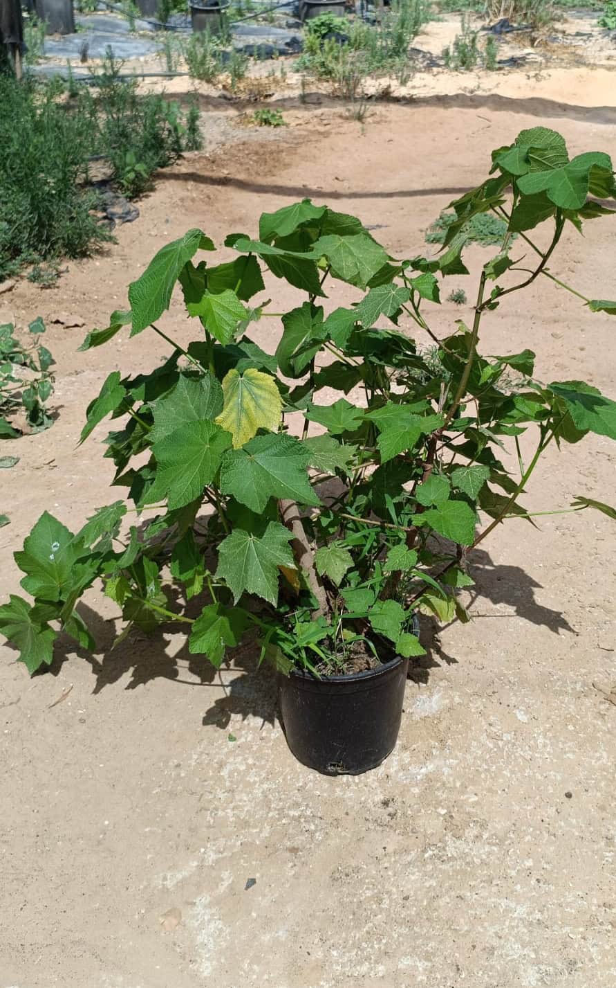 ספרינה אפריקאית - בדלי גדול