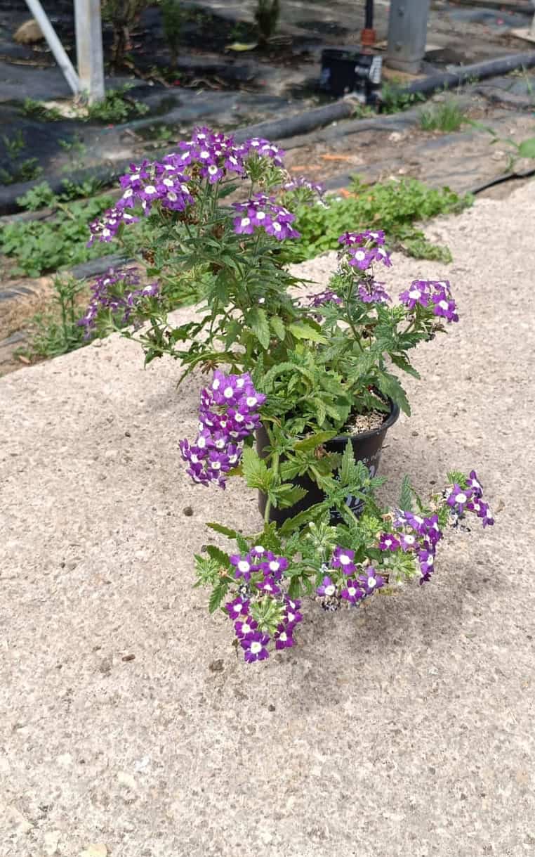 וורבנה בינוני