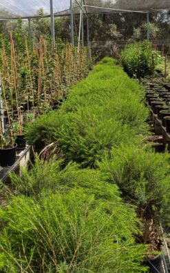 מללויקה גרין דום - בדלי גדול