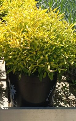 ביצן צהוב - בגודל בינוני