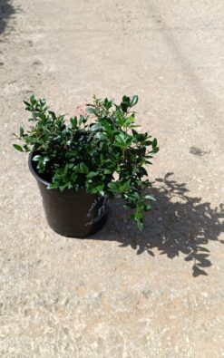 הדס מצוי - בגודל בינוני